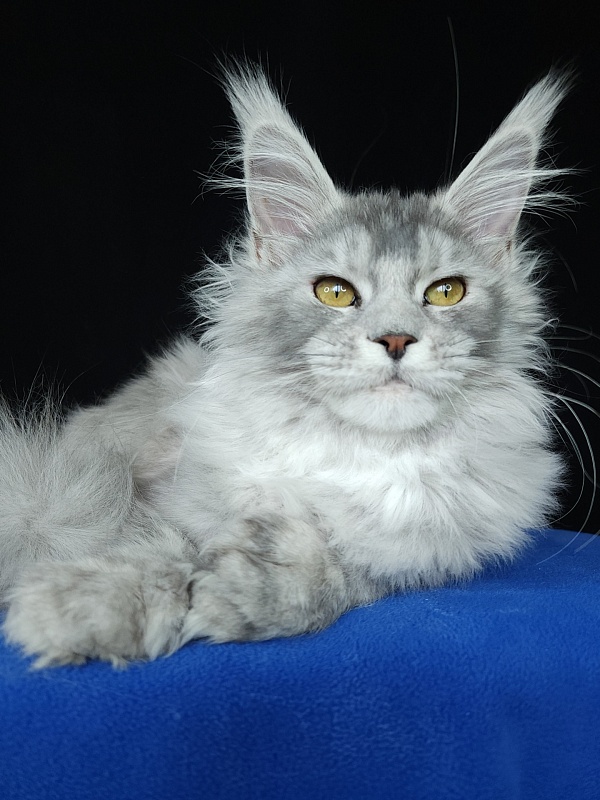 Zena Akbars (polydactyl 66/66) - Kitten maine-coon 5 months 3 weeks