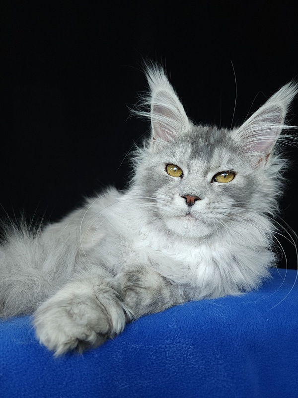 Zena Akbars (polydactyl 66/66) - Kitten maine-coon 5 months 3 weeks
