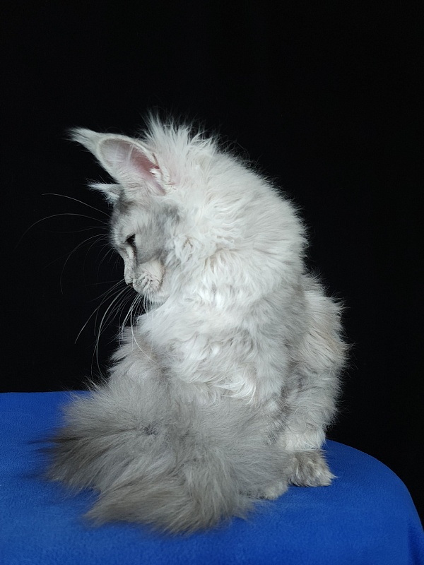 Zena Akbars (polydactyl 66/66) - Kitten maine-coon 5 months 3 weeks
