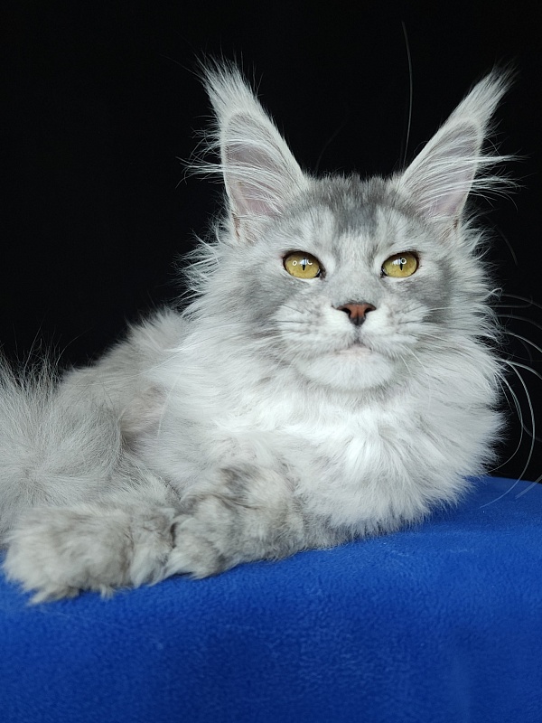 Zena Akbars (polydactyl 66/66) - Kitten maine-coon 5 months 3 weeks