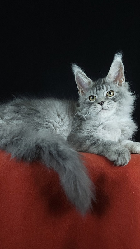 Zugar Akbars (polydactyl 66/66) - Kitten maine-coon 3 months 3 weeks