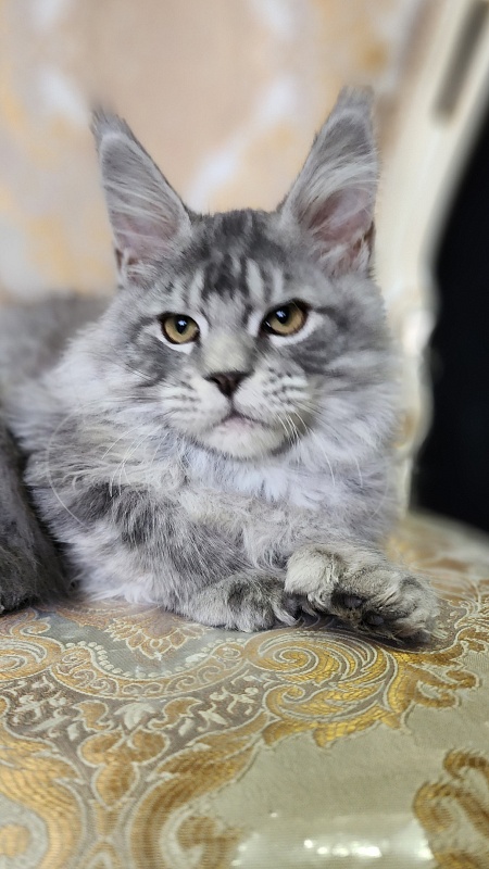 Zugar Akbars (polydactyl 66/66) - Kitten maine-coon 4 months 2 weeks