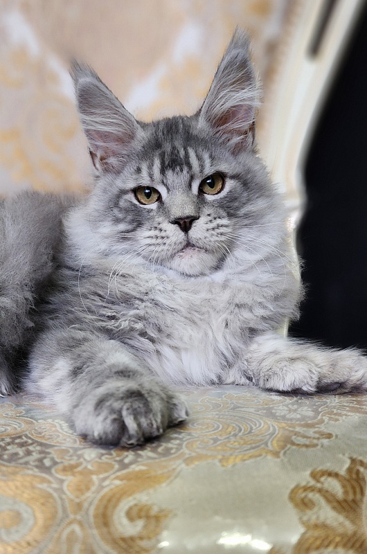 Zugar Akbars (polydactyl 66/66) - Kitten maine-coon 4 months 2 weeks