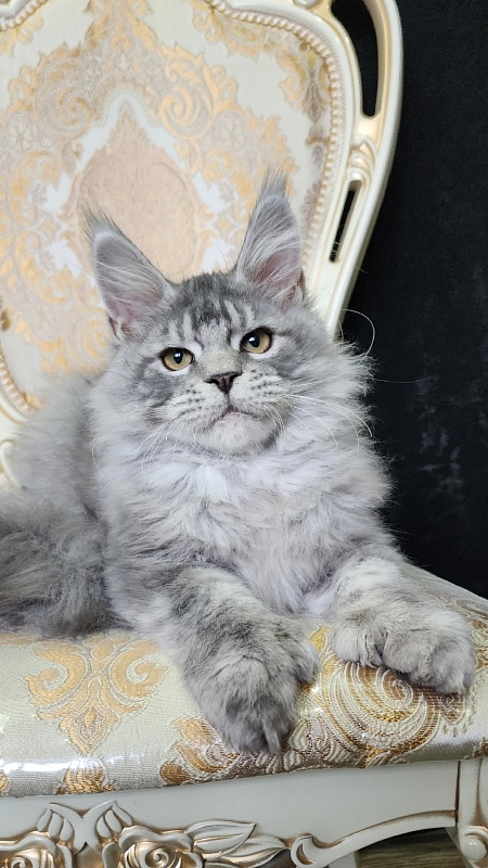 Zugar Akbars (polydactyl 66/66) - Kitten maine-coon 4 months 2 weeks