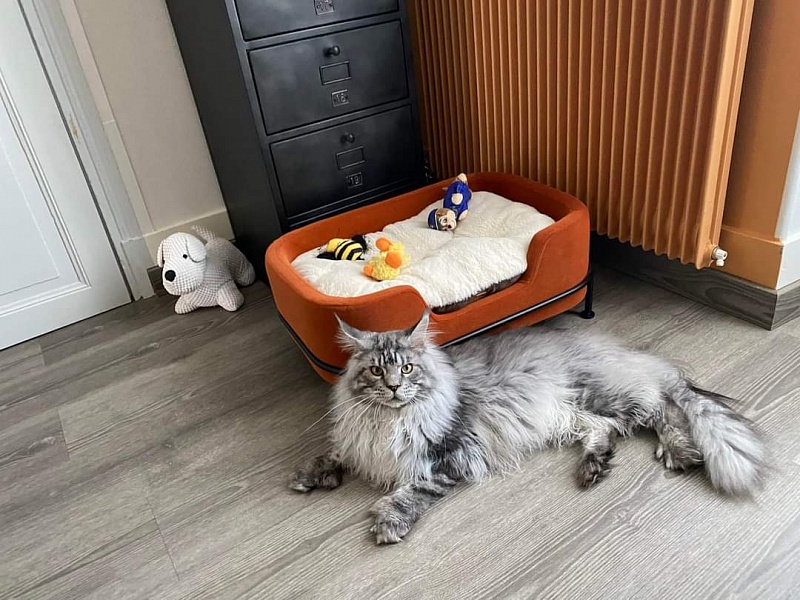 Zugar Akbars (polydactyl 66/66) - Adult maine-coon 1 year 0.5 weeks