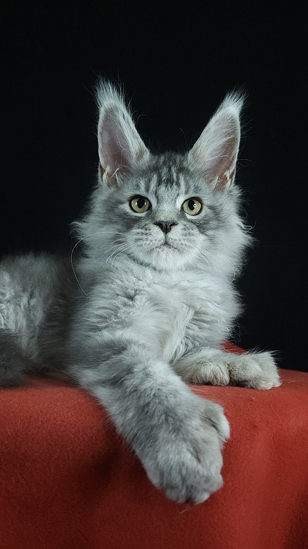Zugar Akbars (polydactyl 66/66) - Kitten maine-coon 3 months 3 weeks