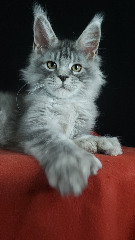 Zugar Akbars (polydactyl 66/66) - Kitten maine-coon 3 months 3 weeks