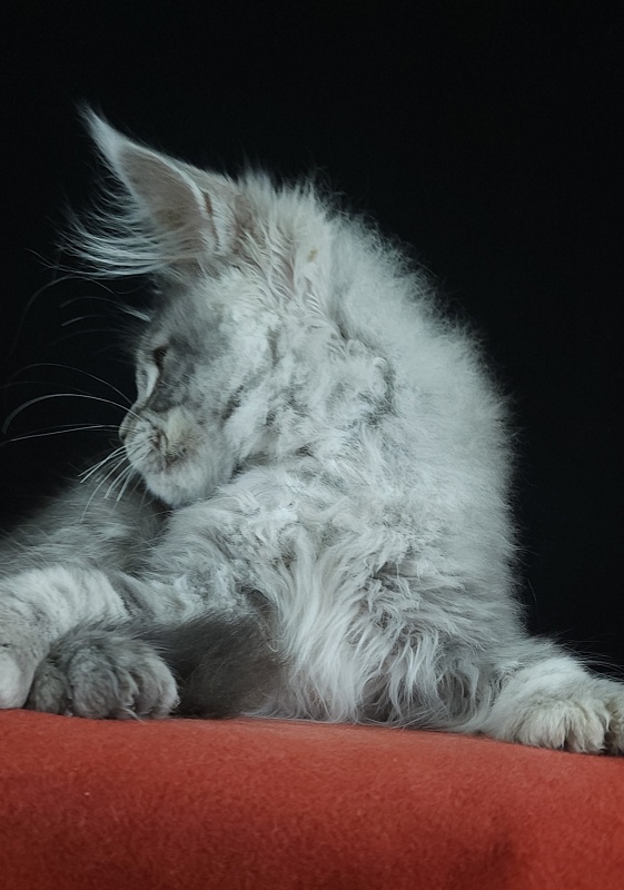 Zugar Akbars (polydactyl 66/66) - Kitten maine-coon 3 months 3 weeks
