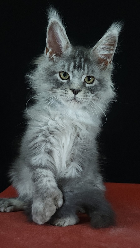 Zugar Akbars (polydactyl 66/66) - Kitten maine-coon 3 months 3 weeks