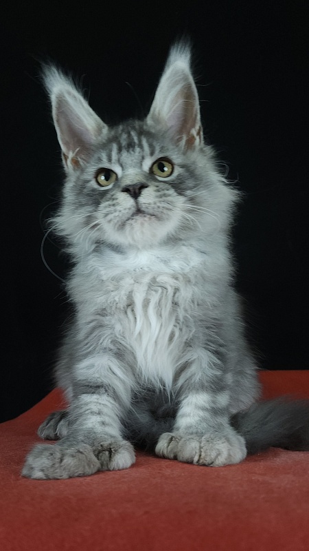Zugar Akbars (polydactyl 66/66) - Kitten maine-coon 3 months 3 weeks