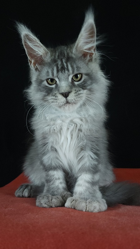 Zugar Akbars (polydactyl 66/66) - Kitten maine-coon 3 months 3 weeks