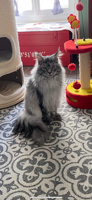 Zugar Akbars (polydactyl 66/66) - Adult maine-coon 1 year 0.5 weeks