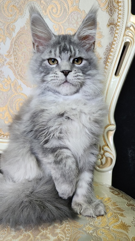 Zugar Akbars (polydactyl 66/66) - Kitten maine-coon 4 months 2 weeks