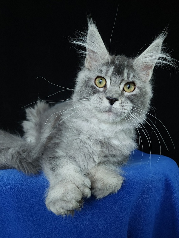 Zima Akbars (polydactyl 66/66) - Kitten maine-coon 5 months 3 weeks
