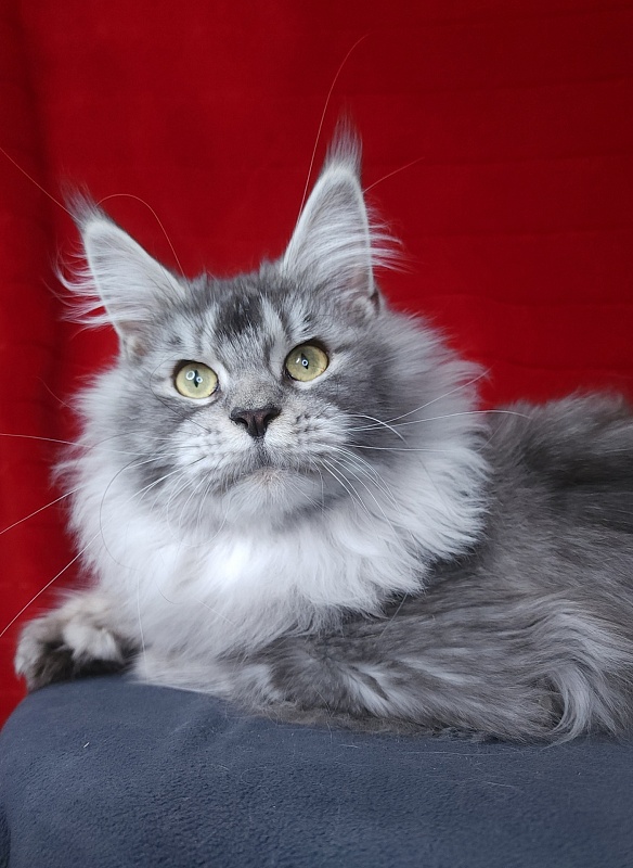 Zima Akbars (polydactyl 66/66) - Adult maine-coon 1 year 2.5 weeks