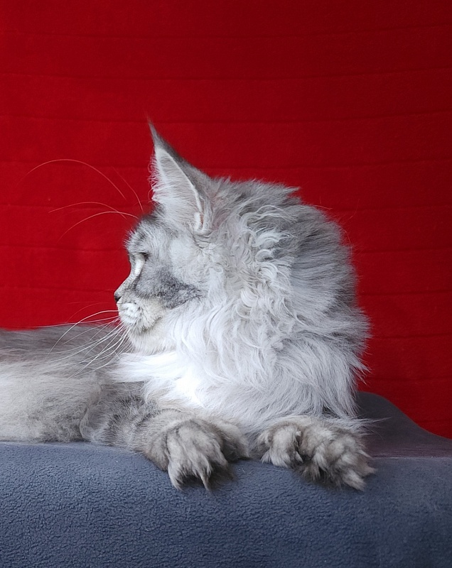 Zima Akbars (polydactyl 66/66) - Adult maine-coon 1 year 2.5 weeks