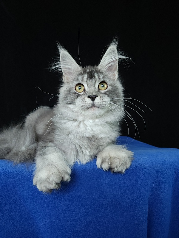 Zima Akbars (polydactyl 66/66) - Kitten maine-coon 5 months 3 weeks