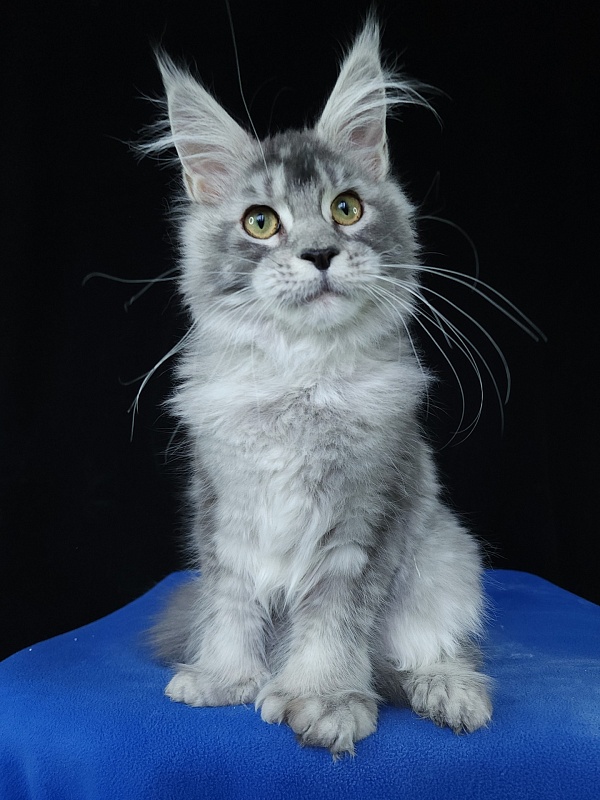 Zima Akbars (polydactyl 66/66) - Kitten maine-coon 5 months 3 weeks