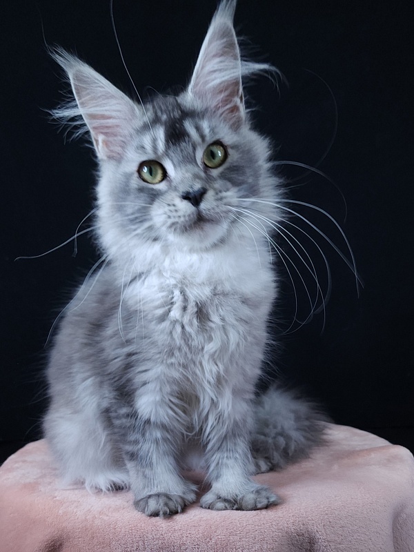 Zima Akbars (polydactyl 66/66) - Junior maine-coon 7 months 1 week