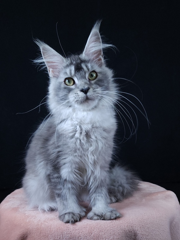 Zima Akbars (polydactyl 66/66) - Junior maine-coon 7 months 1 week