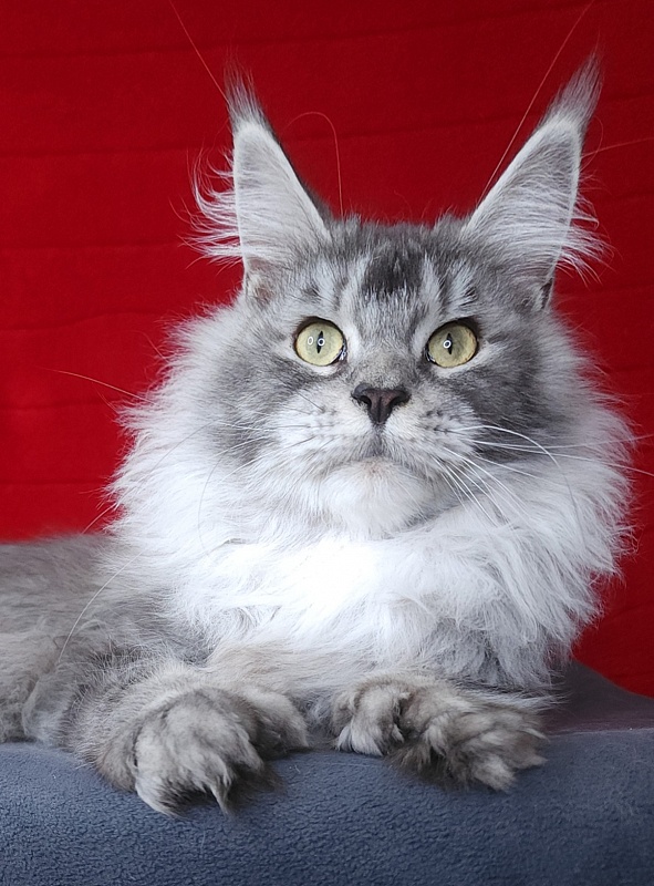 Zima Akbars (polydactyl 66/66) - Adult maine-coon 1 year 2.5 weeks