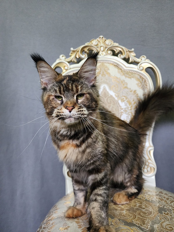Spektrum Karina - Adult maine-coon 3 years 9 months 2.5 weeks