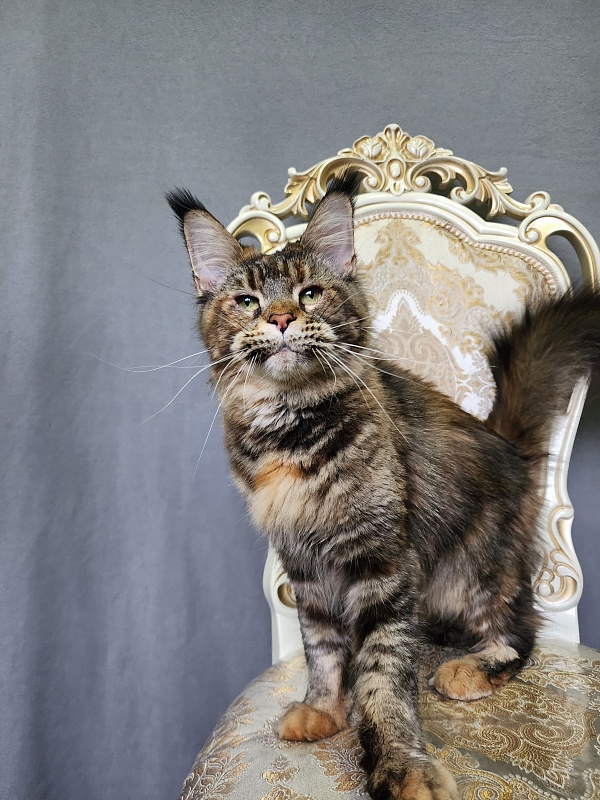 Spektrum Karina - Adult maine-coon 3 years 9 months 2.5 weeks