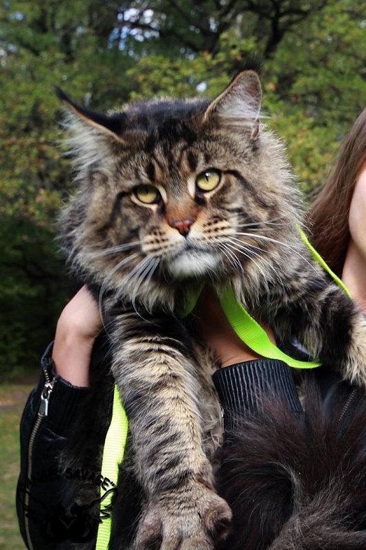 Larsen Angel Savage - maine-coon