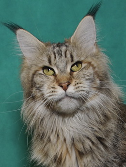 Caramel Afonya Coon - maine-coon 03/30/2011
